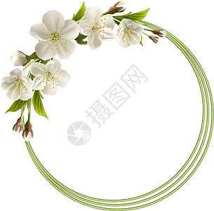 白芽奇兰带白樱花的春春背景叶子园艺植物群天空植物学植物生活生长宏观花瓣设计图片