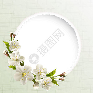 白色的樱花带白樱花的春春背景果园天空叶子植物学花园植物群生长花瓣季节宏观设计图片