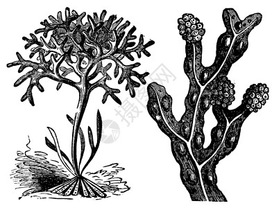 墨角藻合唱团 黑苔或 膀胱设计图片