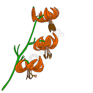 新鲜百合白色背景上孤立的矢量李花植物花粉百合插图花瓣生长宏观植物学橙子叶子设计图片