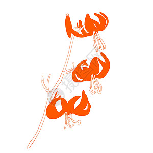 蕊白色背景上孤立的矢量李花季节花粉花瓣宏观植物百合生长植物学橙子插图设计图片