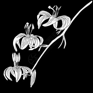 莫干黄芽黑色背景上孤立的矢量李花插图季节生长植物百合植物学叶子花瓣宏观橙子设计图片