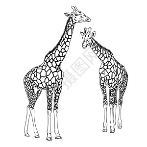 阿布拉斯两只长颈鹿 矢量插图食草生态野生动物鼻孔脖子哺乳动物眼睛绘画耳朵公园设计图片