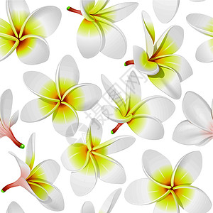 淳朴白色鸡蛋花热带鲜花无缝模式设计图片