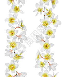 圣胡安群岛热带热带项链无缝边界黄色植物白色花头亚热带气候旅行情调鸡蛋花异国设计图片