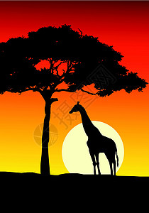 非洲长颈鹿日落背景动物群阳光荒野橙子场景刷子动物天空场地野生动物图片