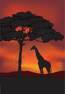 非洲长颈鹿日落背景背光太阳公园环境阳光动物艺术哺乳动物插图动物群图片