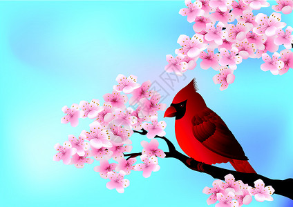 坐在樱桃树花上的红鸟设计图片