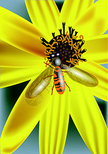黄色花粉黄黄花和昆虫设计图片