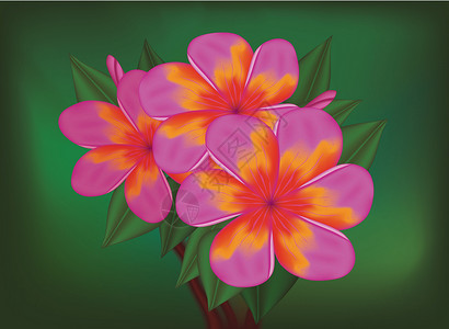 鸡蛋花盛开热带粉红色花花的矢量分支设计图片