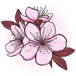从樱花芽开花樱花花插图艺术植物花园花瓣樱花季节叶子植物群公园设计图片