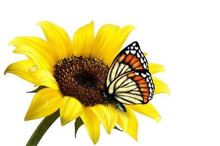 黄色德国洋甘菊带蝴蝶的自然夏季向日葵 矢量插图设计图片