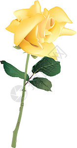 黄玫瑰叶子绘画花园插图明信片花瓣野蔷薇晴天假期卡片设计图片