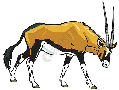 叉角羚宝石bok生物动物园食草生物学羚羊哺乳动物瞪羚荒野动物野生动物设计图片