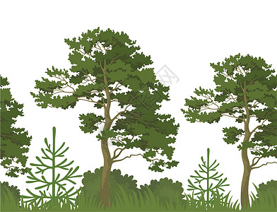枞树森林无缝背景 夏季林林织物纺织品野生动物针叶公园树干环境木头季节气候设计图片