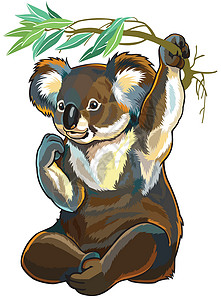 桉树树枝科阿拉熊环境野生动物动物群动物桉树哺乳动物动物学动物园荒野食草设计图片