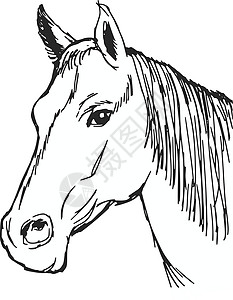 马背马棕色荒野宠物运动插图手绘板栗游戏自然草图背景图片