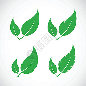 白杨设置在白色背景上的矢量叶图标季节桦木收藏夫妻植物人生长橡木棕榈插图树叶设计图片