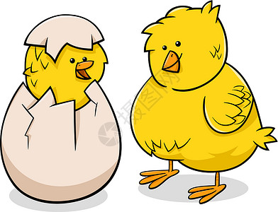 四只小黄鸡东方小鸡漫画插图设计图片