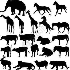 羊前腿在白色背景的动物园收集中设置动物设计图片