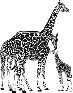 成年动物成年长颈鹿和婴儿长颈鹿设计图片