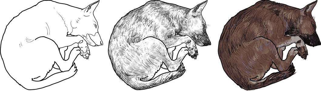 流浪动物睡觉狗犬类艺术草图夹子卡通片宠物动物小狗毛皮白色设计图片