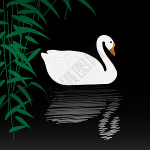 天鹅设计素材Swan 插图设计图片