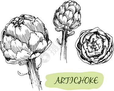 洋蓟阿尔提OK插图作品卡通片艺术夹子饮食艺术品工艺烹饪生态设计图片