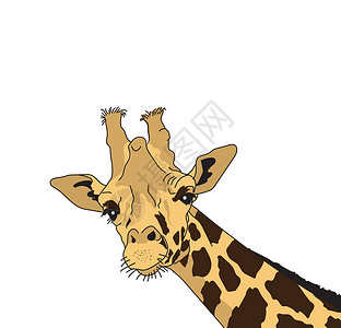宝宝头部长颈鹿头部矢量插图设计图片