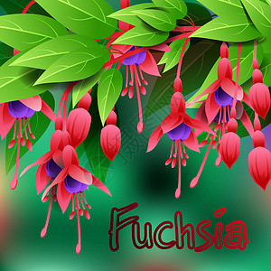 绞刑美丽的春花Fuchsia 卡片或带有文字空间的设计 矢量设计图片