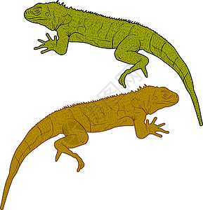 壁虎矢量蜥蜴是白色背景上的巨蜥剪影 它制作图案矢量眼睛动物园动物群爬虫变色龙鬣蜥皮肤中风情调热带设计图片