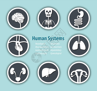 人体器官图标人类系统图标 神经 肌肉骨骼 胃肠道 心血管 呼吸 泌尿生殖 肝胆 妇科设计图片