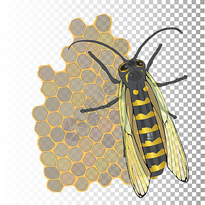 六边形蜂窝中的蜜蜂和蜂蜜图片