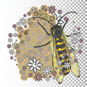石南花蜂蜜长着透明翅膀的蜜蜂设计图片