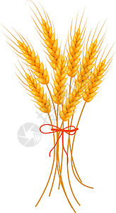 优质小麦小麦图标平板样式 白色背景上的孤立 矢量插图设计图片