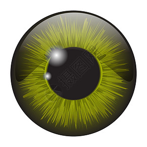 榛菇白色 b 上孤立的绿色虹膜眼逼真矢量集设计眼睛棕色宏观灰色艺术解剖学光学眼球镜片反射设计图片