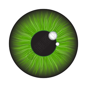 榛菇白色 b 上孤立的绿色虹膜眼逼真矢量集设计眼球鸢尾花圆形棕色反射艺术插图解剖学镜片眼睛设计图片