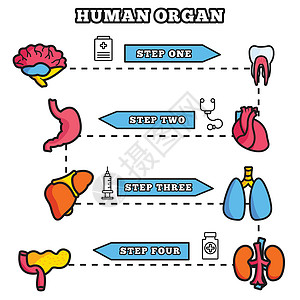 补脾益肾人体器官细线图概念 se主动脉动脉绘画眼睛静脉食管胰腺药品心室牙齿设计图片