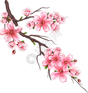 鲜花樱枝背景图片