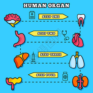 补脾细线风格人体器官设置图标概念 矢量插图设计信息图表眼睛牙齿主动脉嗅觉心室药品卡通片身体医生气管设计图片