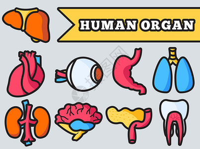 补脾细线风格的人体器官设置图标概念 矢量插图设计设计图片
