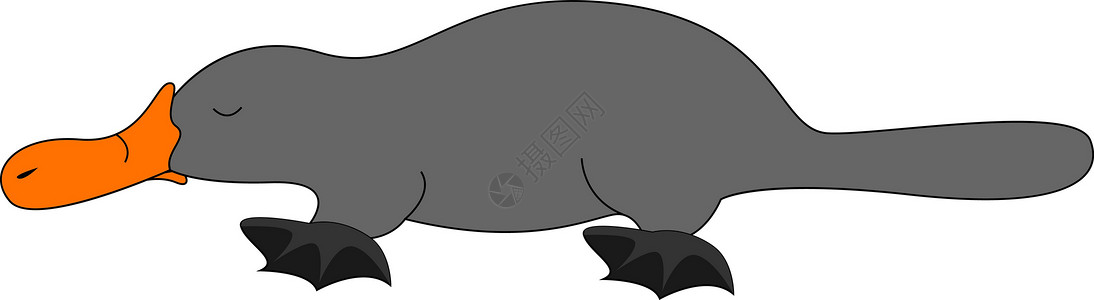昆士兰栗白色背景上的灰色鸭嘴兽插画矢量设计图片