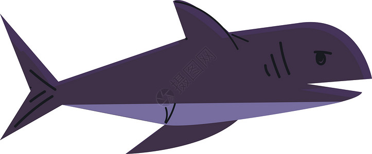 清蒸海鱼一种被称为蓝色矢量鲨鱼的大型深水海鱼设计图片