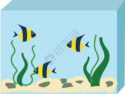 矢量鱼缸水族馆 有三种鱼类在白色后方格罗上的矢量插图设计图片