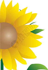 向日癸向日向向外说明图形化宏观花瓣树叶植物群黄色向日葵白色插图设计图片