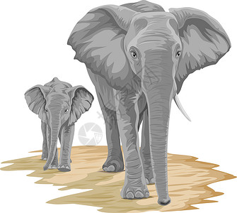 小牛腿大象与小牛的矢量树干獠牙插图哺乳动物荒野食草白色卡通片生物耳朵设计图片