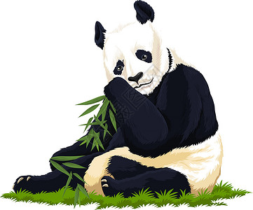 坐躺体质熊猫的矢量绿色绘画生物树叶野生动物食草森林荒野卡通片生物学设计图片