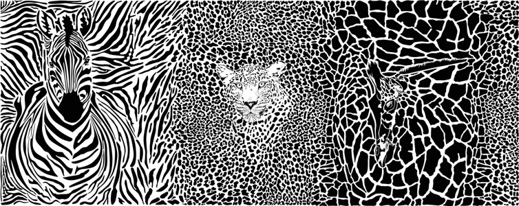 动物斑马与斑马豹和长颈鹿的背景设计图片