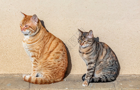 黑虎斑我们天性中可爱的朋友是猫猫头发卡通片眼睛友谊绘画猫咪动物猫科动物宠物小猫设计图片