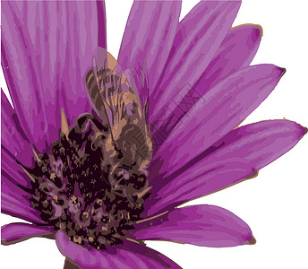蜜蜂特写自然界中一朵花上的蜜蜂晴天插图蜂蜜蓝色场地农场花园宏观自然横幅设计图片